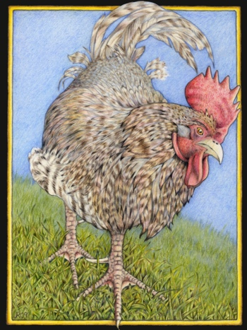 coloured pencil drawing of a cockerel