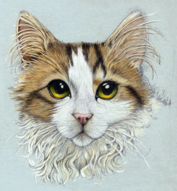 Coloured Pencil drawing of a Cat